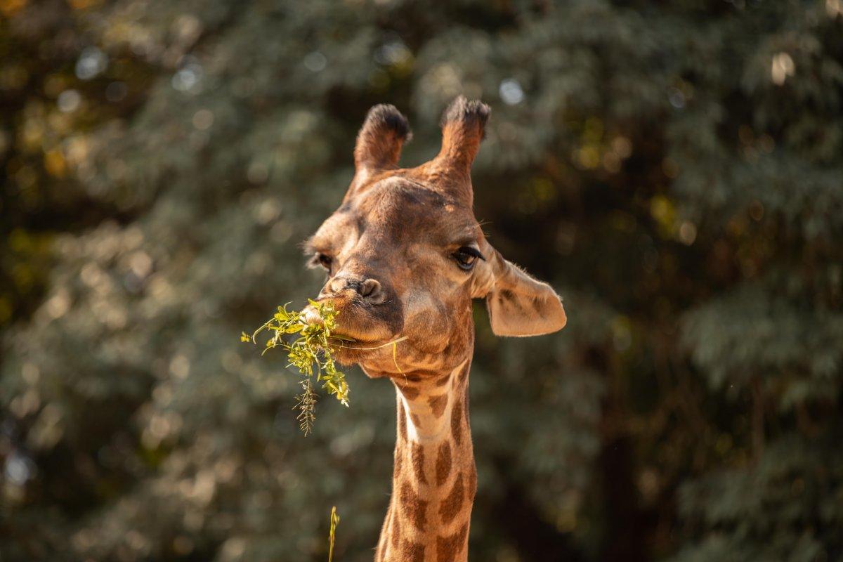 kordofan giraffe is one of the endangered animals in chad