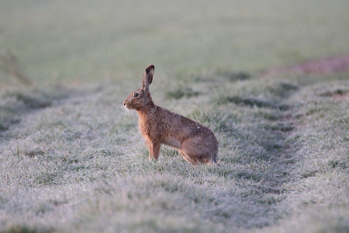 korean hare is part of south korea wildlife