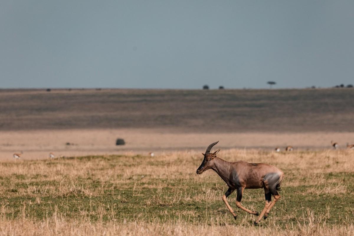 korrigum is one of the animals of senegal