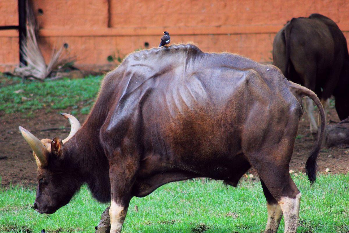 kouprey is the cambodia national animal