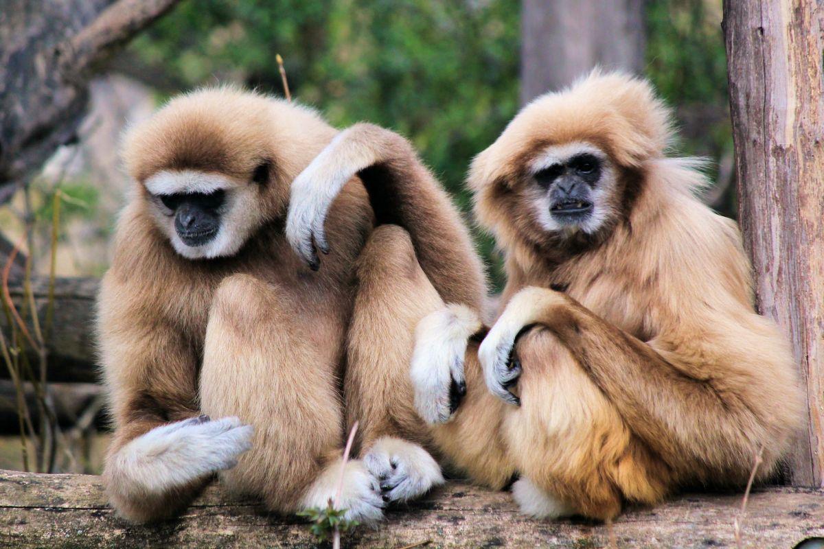 lar gibbon is one of the endangered animals in thailand