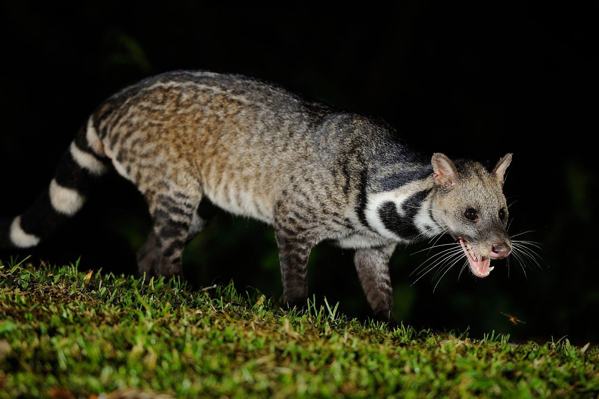 large indian civet