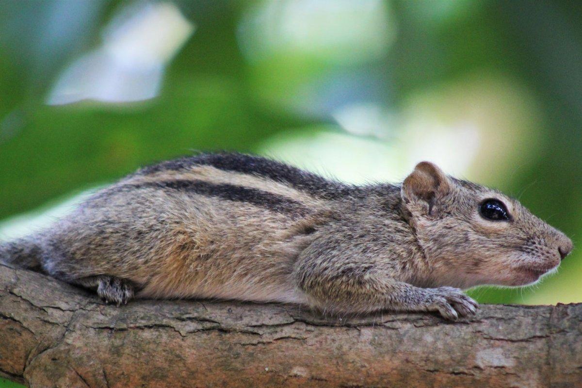 layard's palm squirrel is part of the sri lankan wildlife