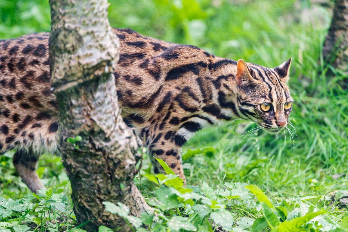 leopard cat