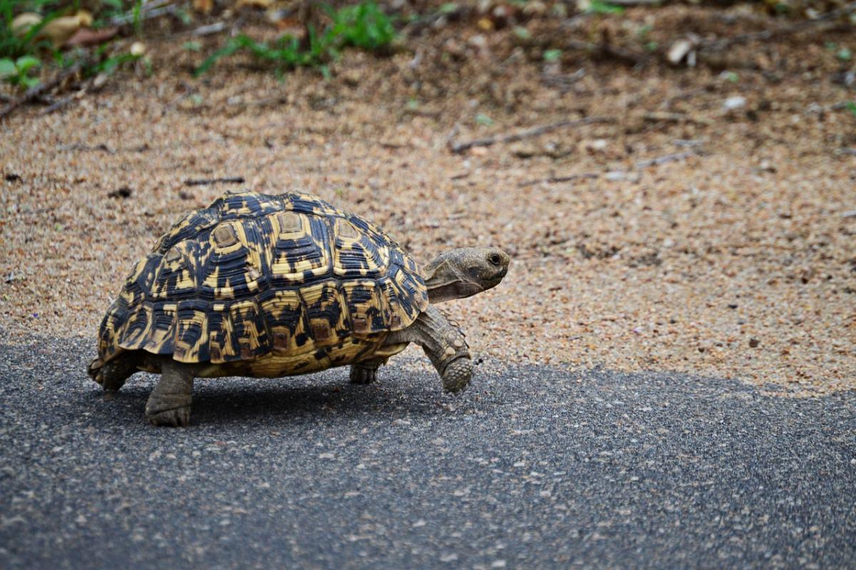 leopard tortoise