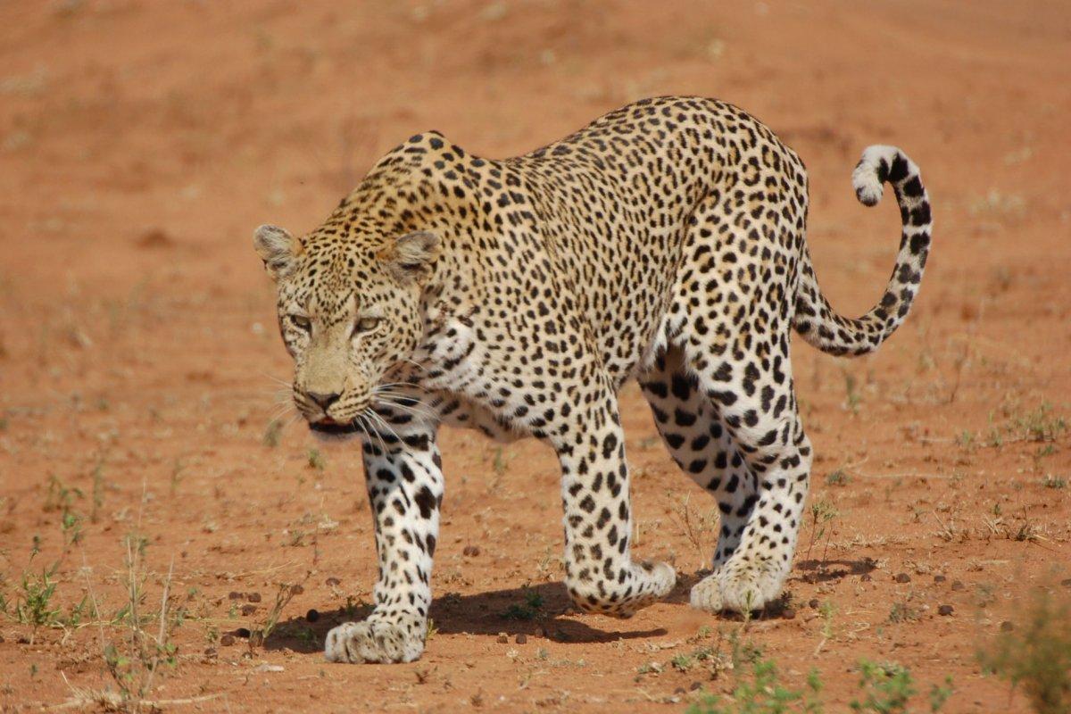 leopard walking in the savanna