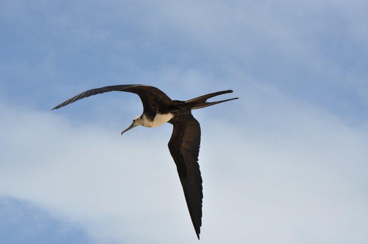 lesser frigatebird