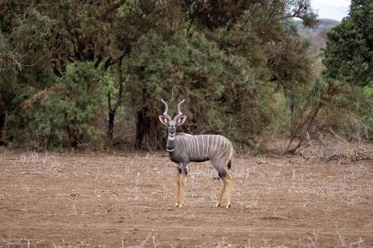 lesser kudu is one of the animals found in kenya