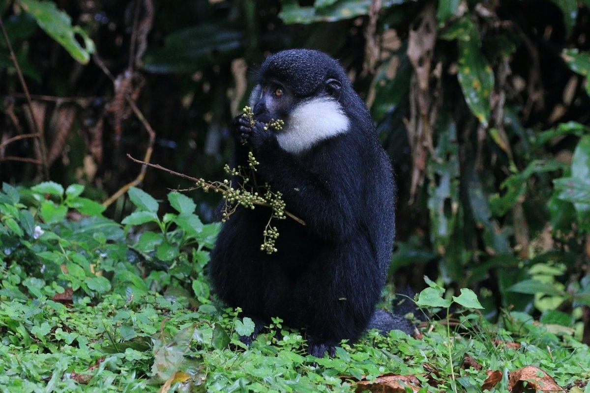 l'hoest's monkey sit in the wild