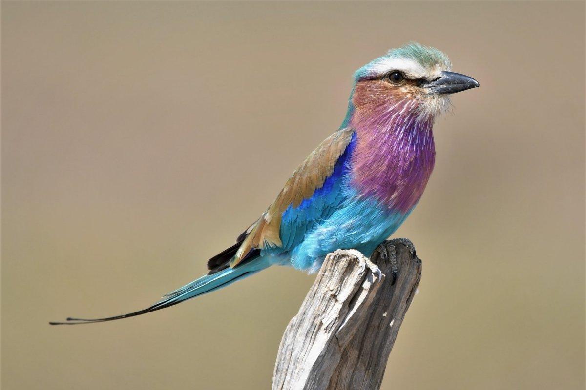 lilac breasted roller is one of the animals found in kenya