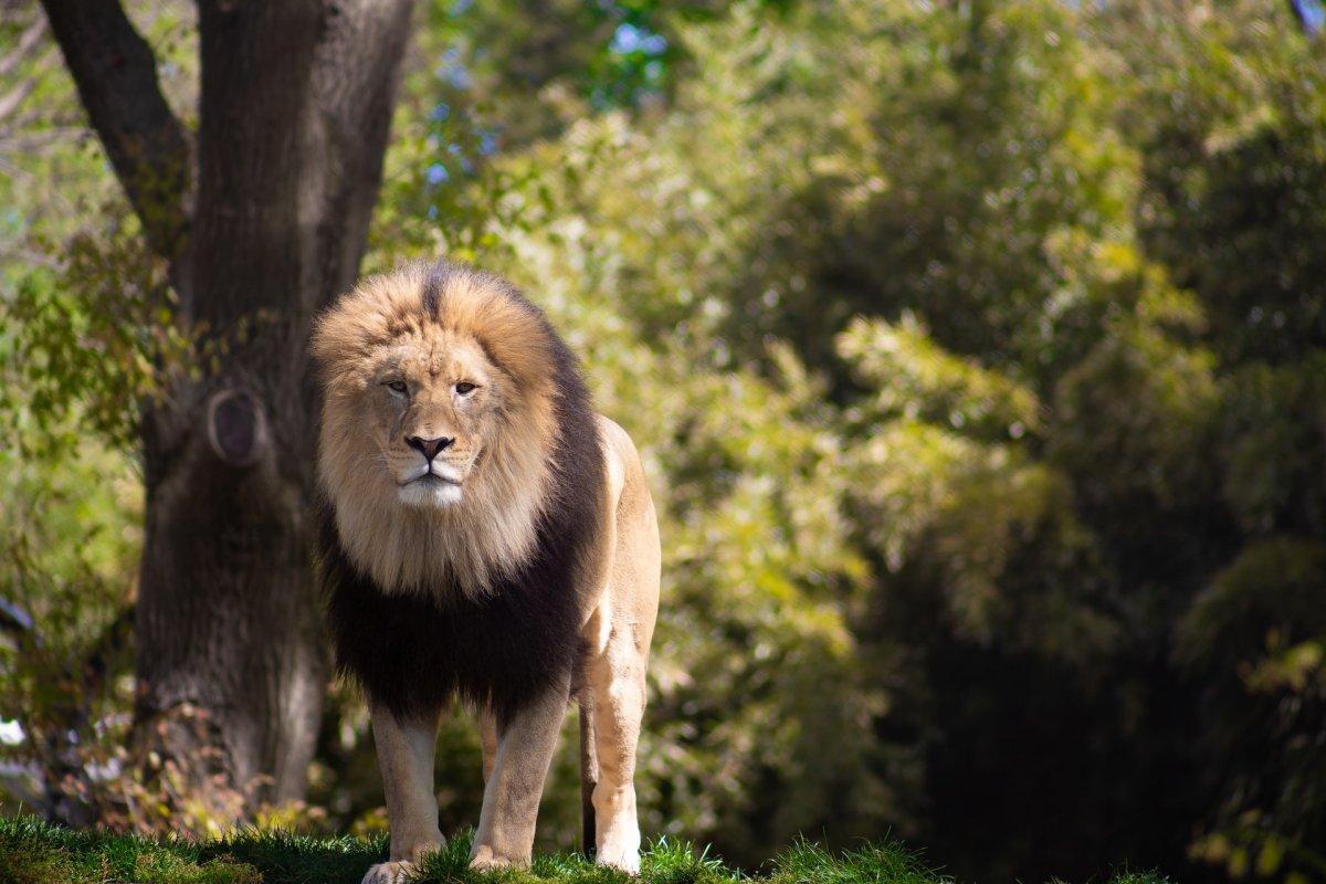 lion is part of the cameroon animals list and is the national animal