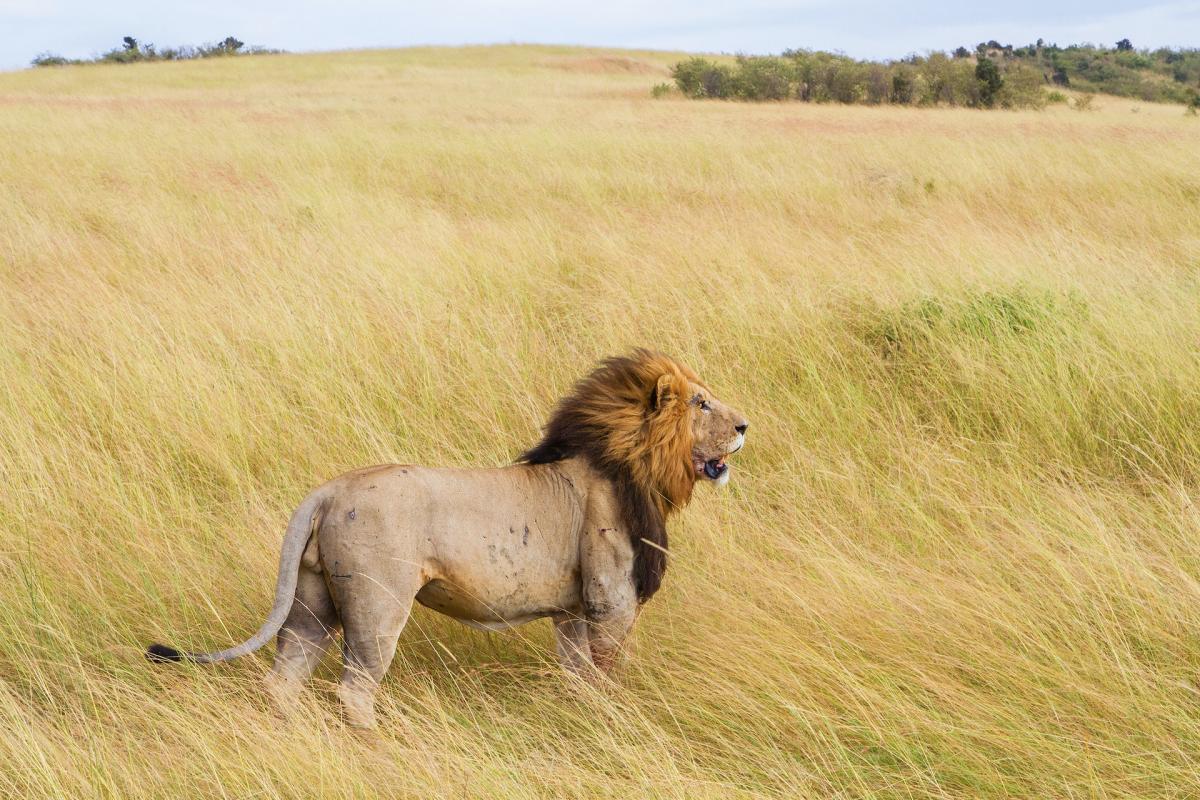 lion is the national animal of kenya