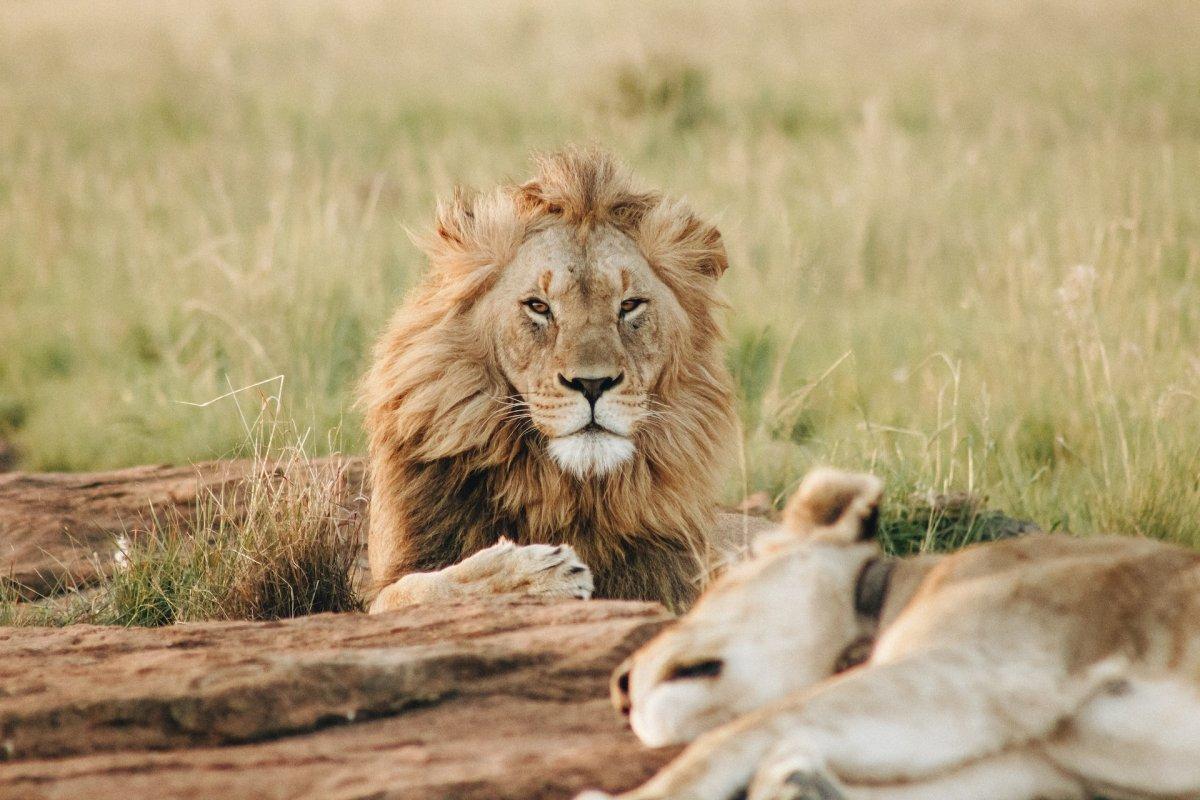 lion lying in the savanna