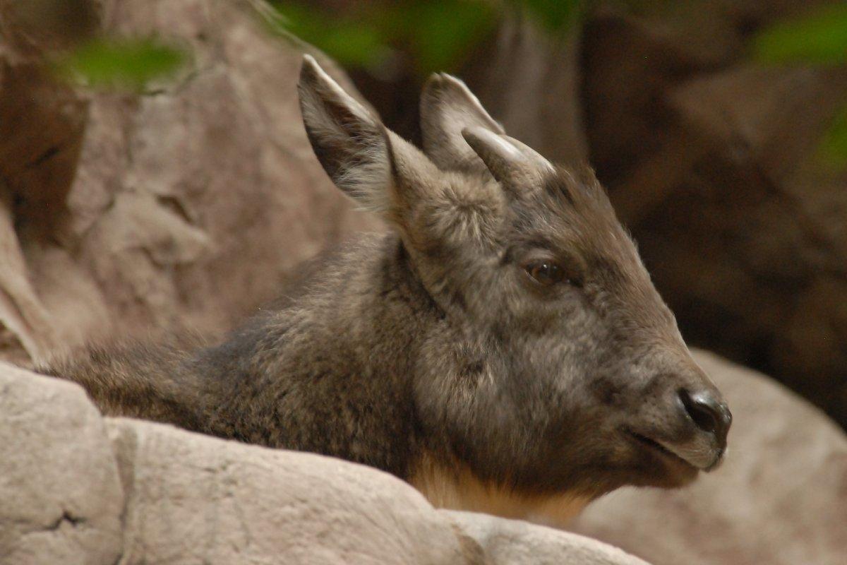 long-tailed goral is one of the animals native to south korea