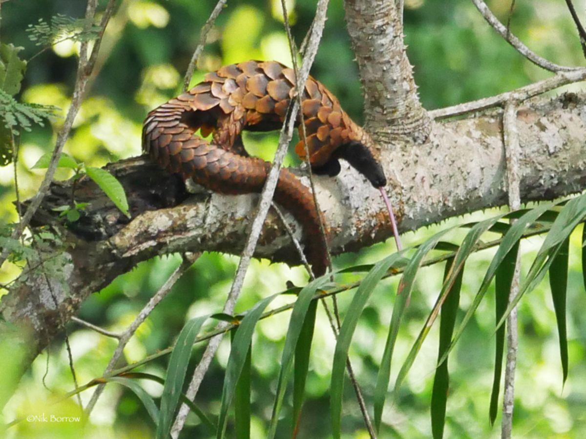 long-tailed pangolin