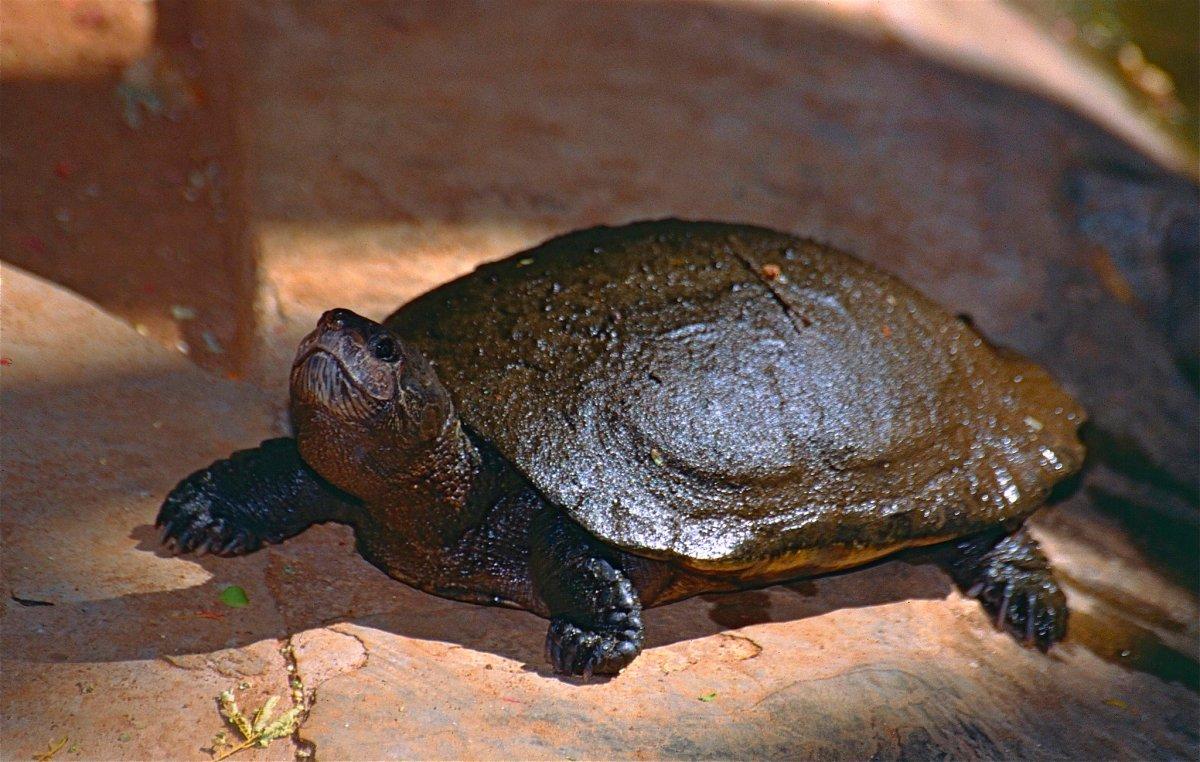 madagascan bighead turtle is one of the animals unique to madagascar
