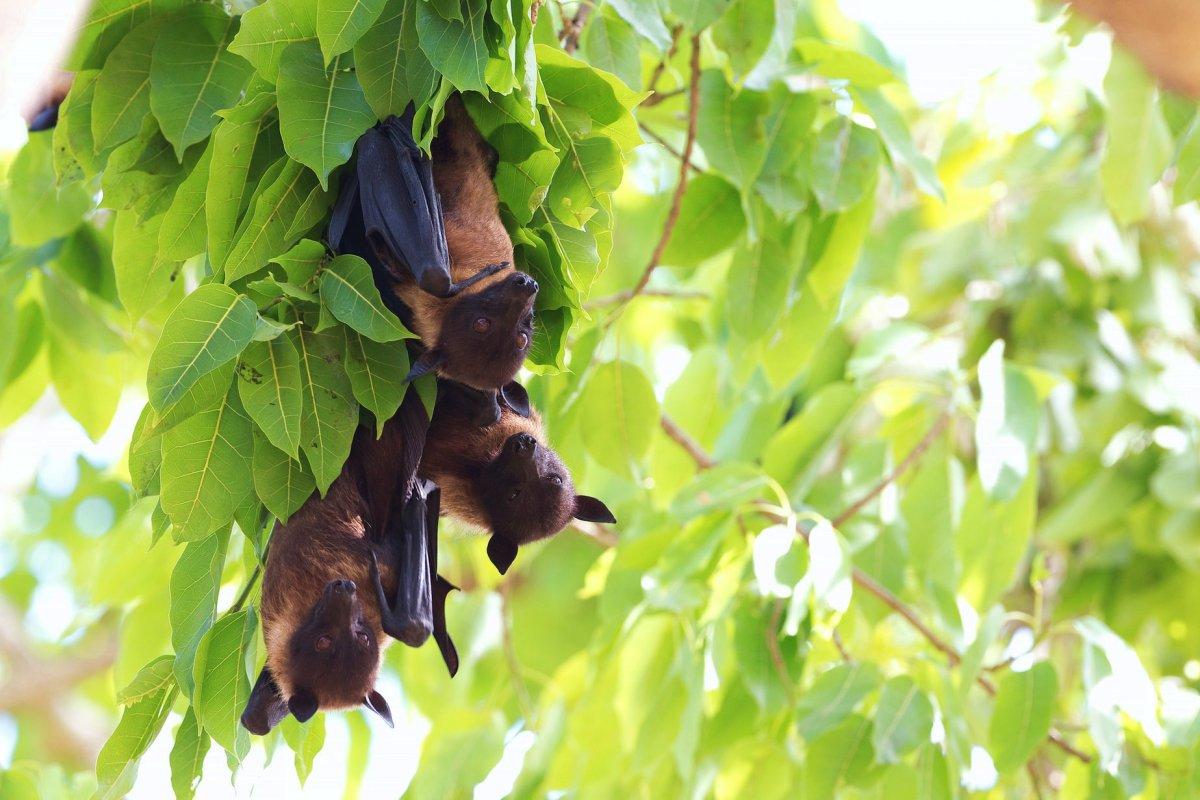 madagascan flying fox is one of the animals living in madagascar