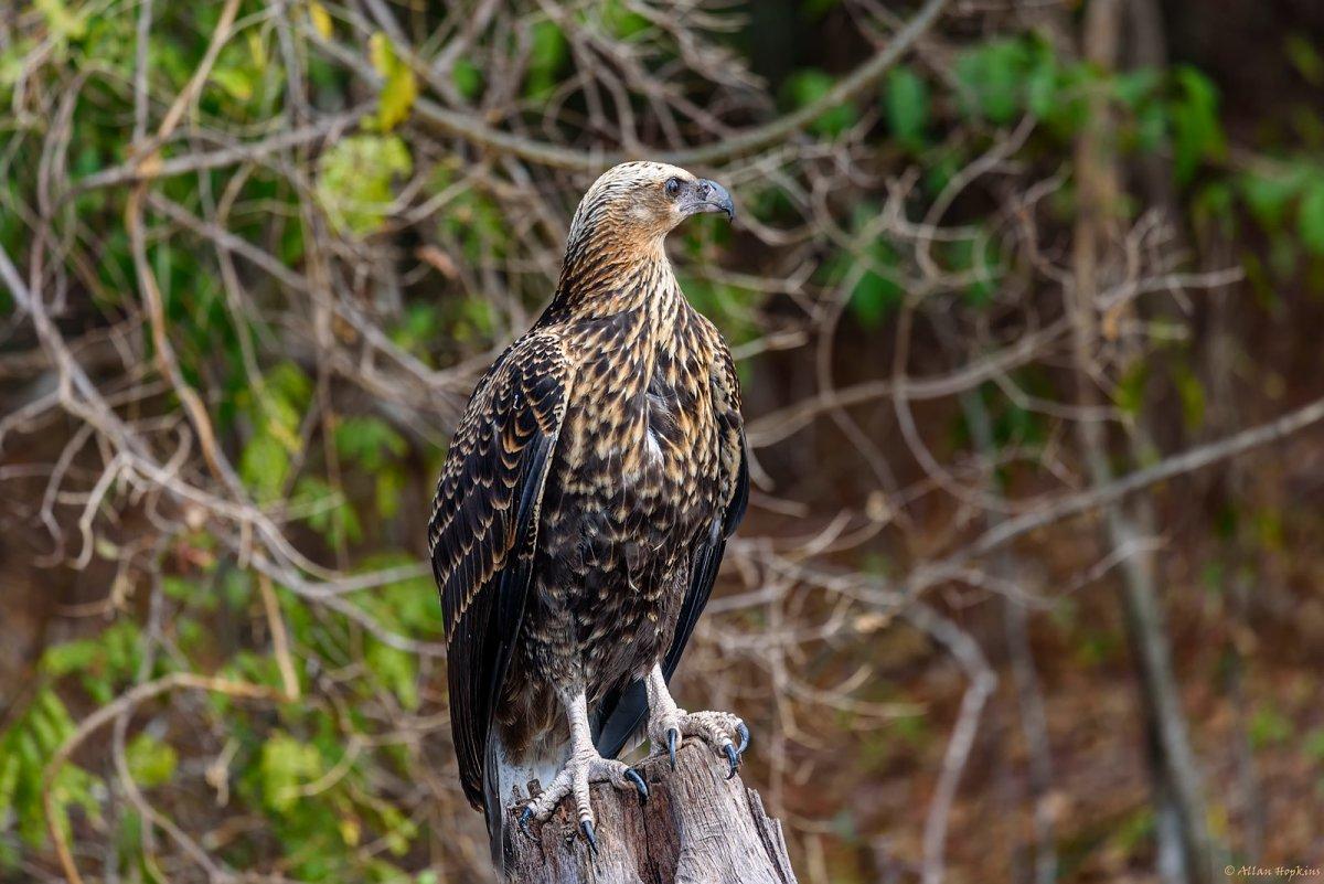 madagascar fish eagle