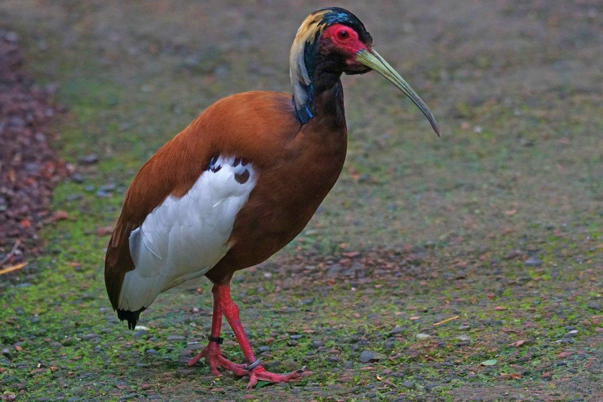 madagascar ibis is one of the endemic species in madagascar
