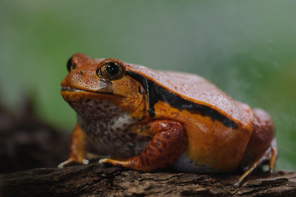 madagascar tomato frog is one of madagascar rainforest animals