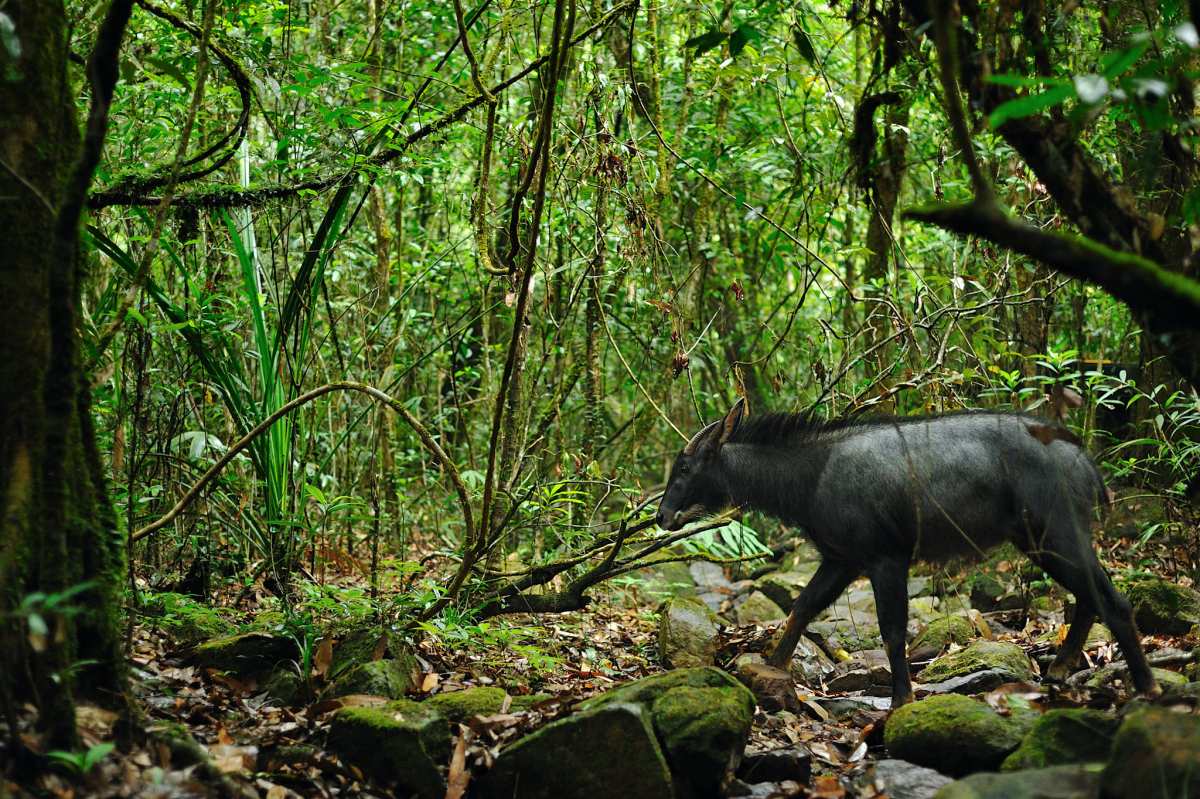 mainland serow