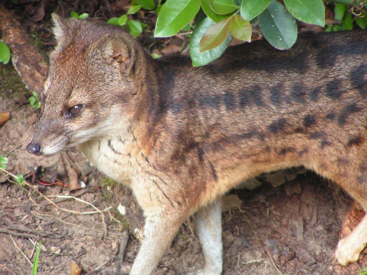 malagasy civet is one of the cute madagascar animals