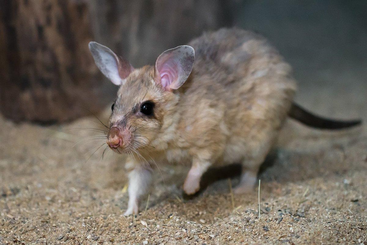 malagasy giant rat is one of the endangered animals in madagascar