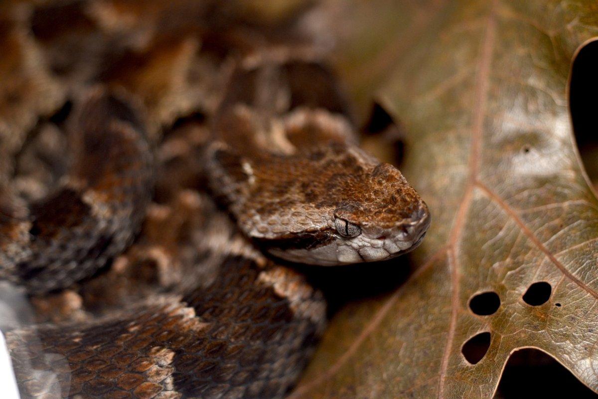 malayan pit viper is one of the animals that live in malaysia