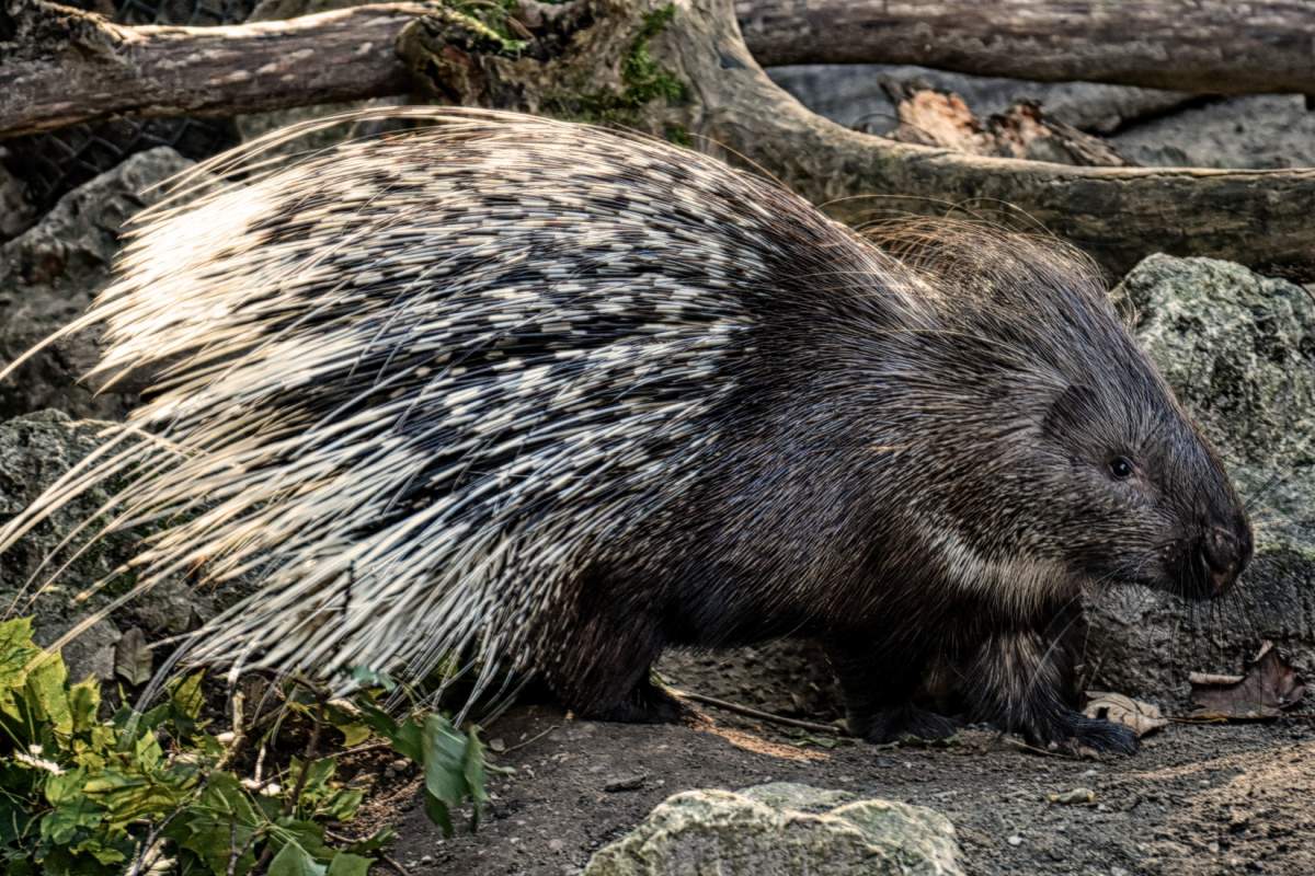 malayan porcupine is one of the native animals in singapore