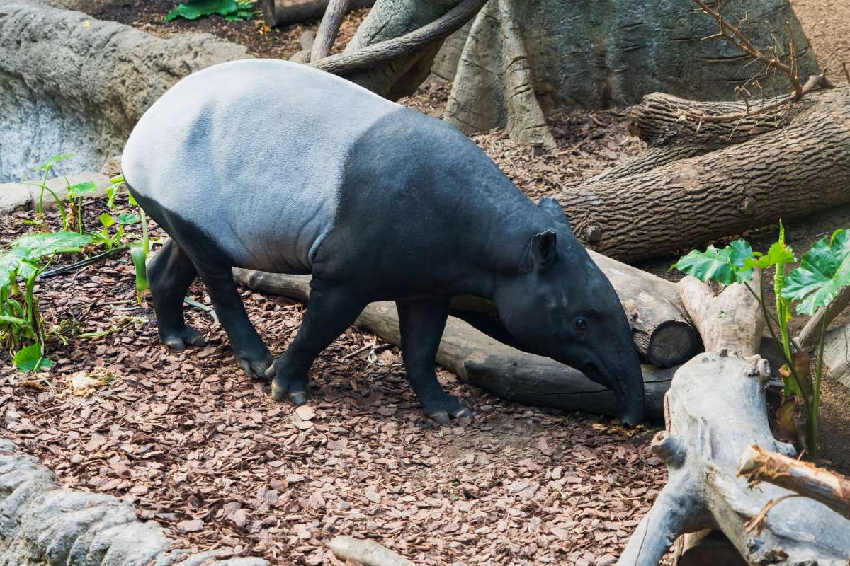 malayan tapir is one of the common animals in thailand