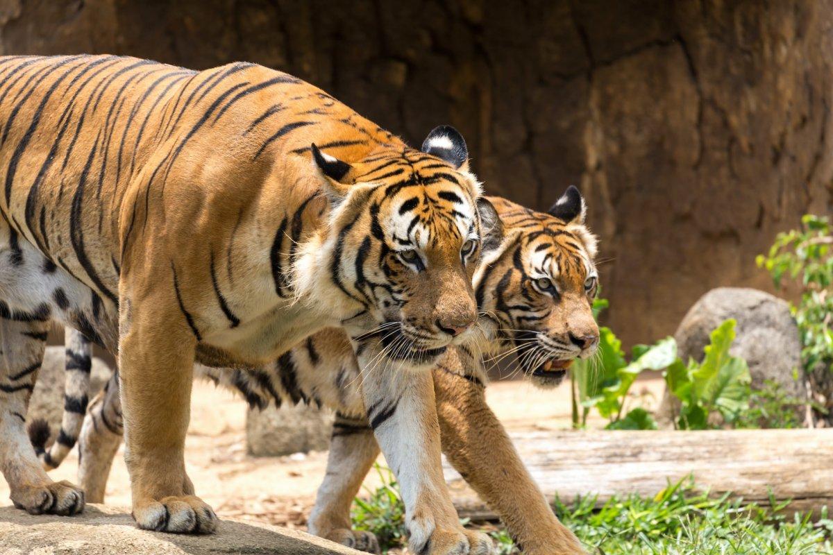 malayan tiger is one of the endangered animals malaysia has on its land