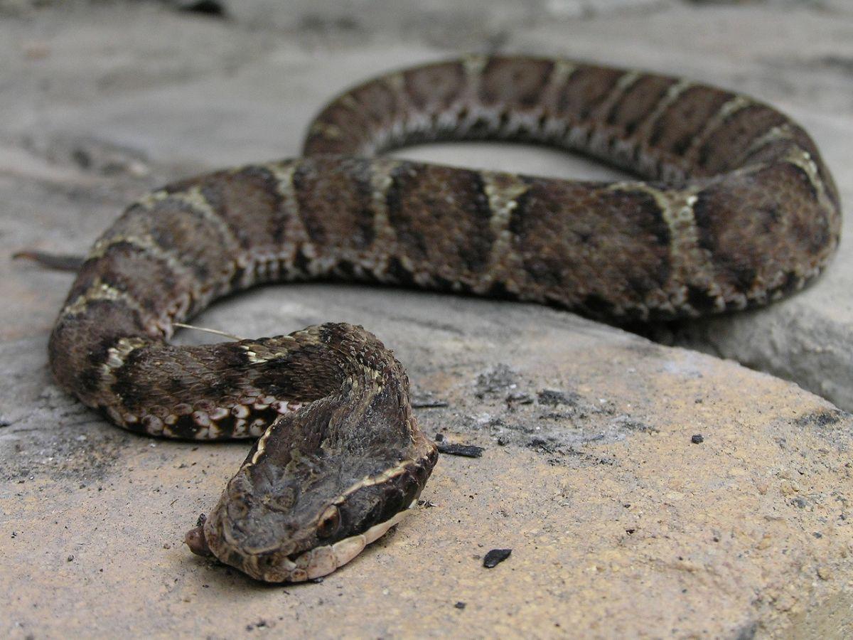 mamushi is one of the wild animals of china