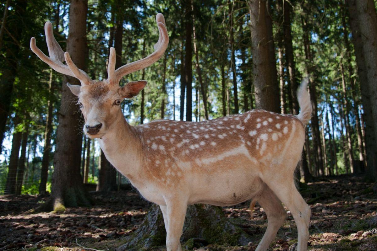 manchurian sika deer is one of the native animals of north korea