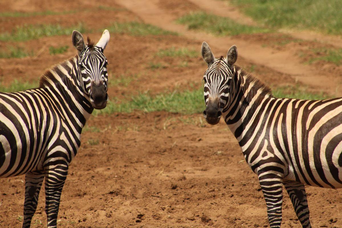 maneless zebra