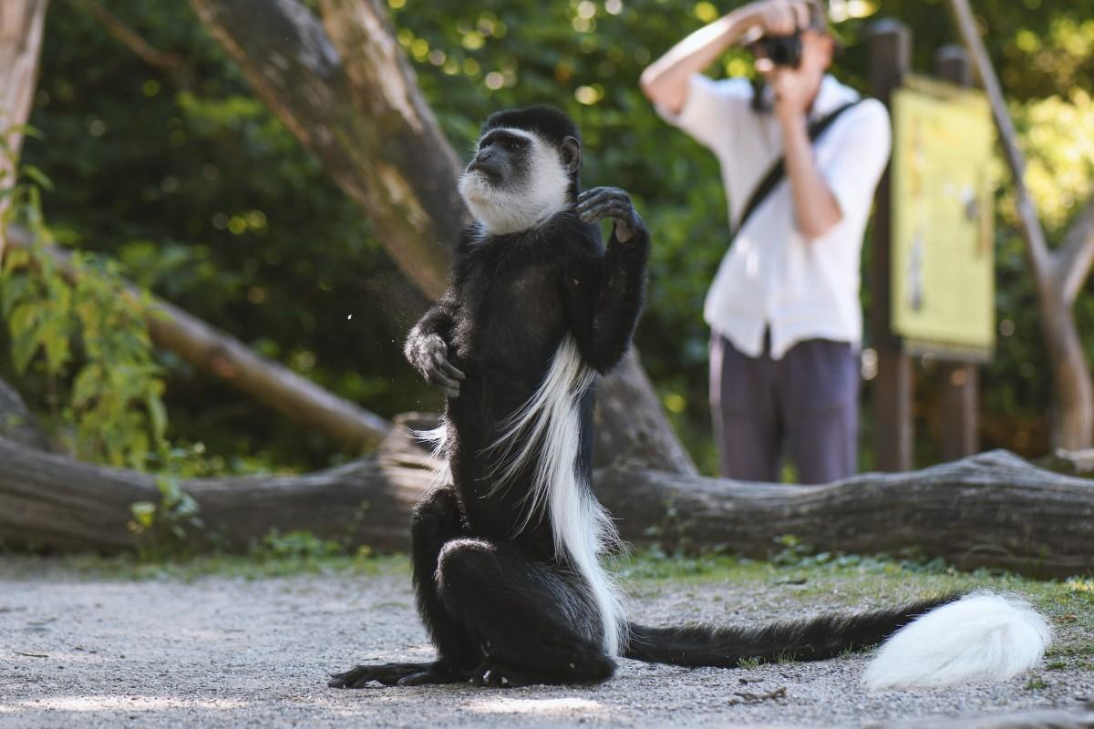 mantled guereza is among the animals of the congo rainforest