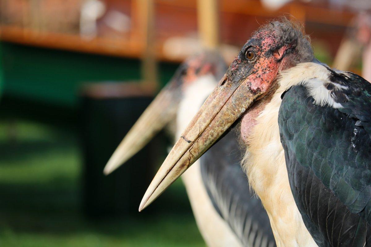 marabou stork is among the animals in kenya africa