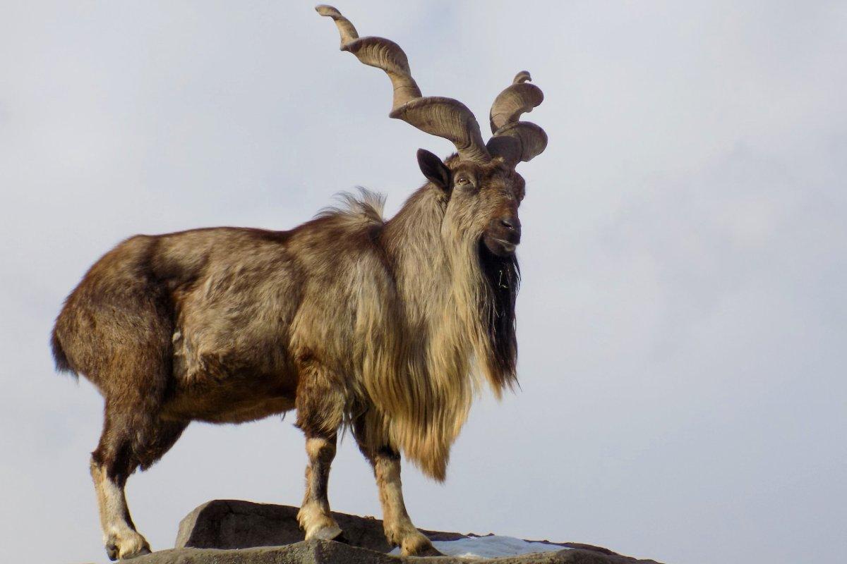 markhor is one of the national animals of pakistan