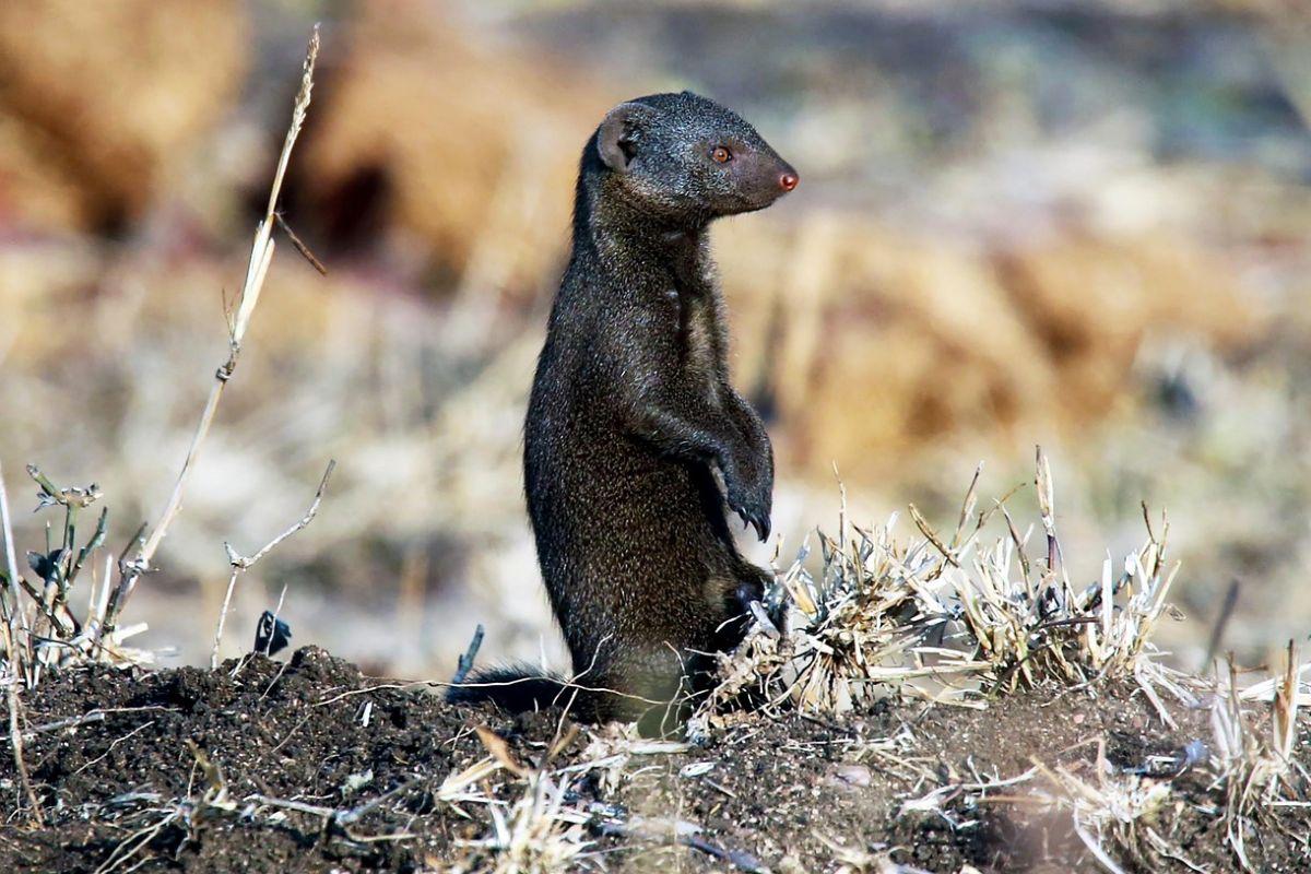 marsh mongoose is one of the small animals in kenya