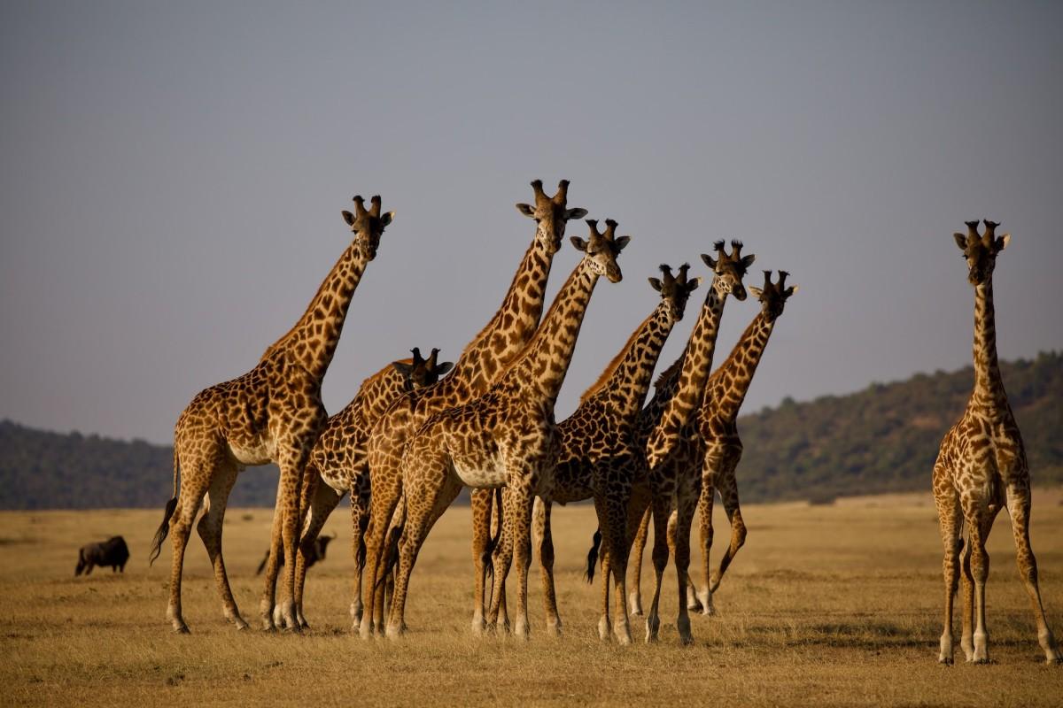 masai giraffe is the national animal of tanzania