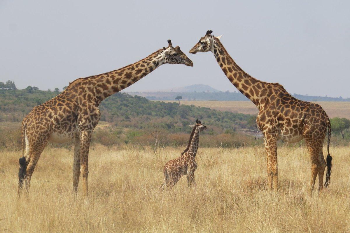 masai giraffe
