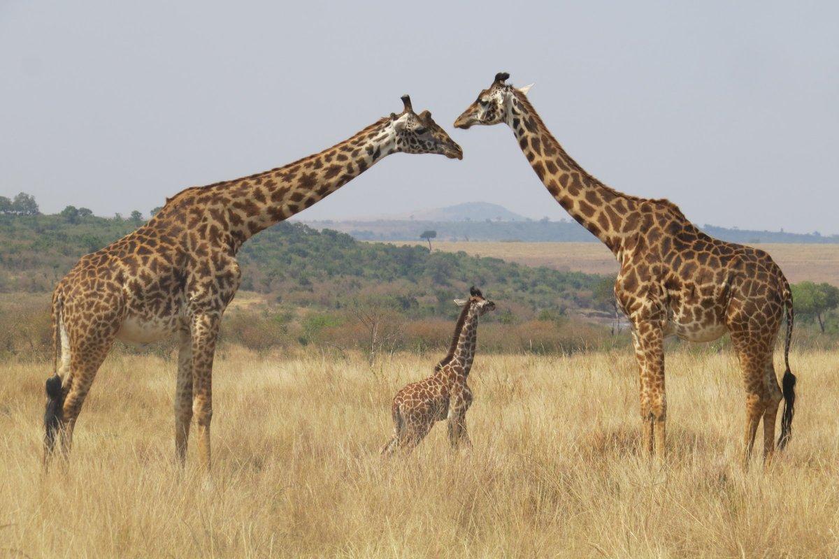 masai giraffe is among the native animals of tanzania