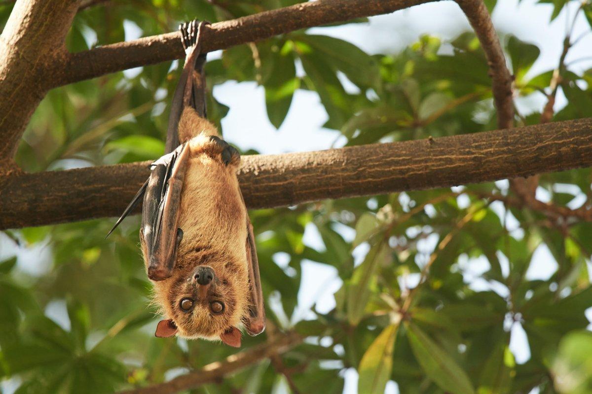 mauritian flying fox is among the animals mauritius has on its land