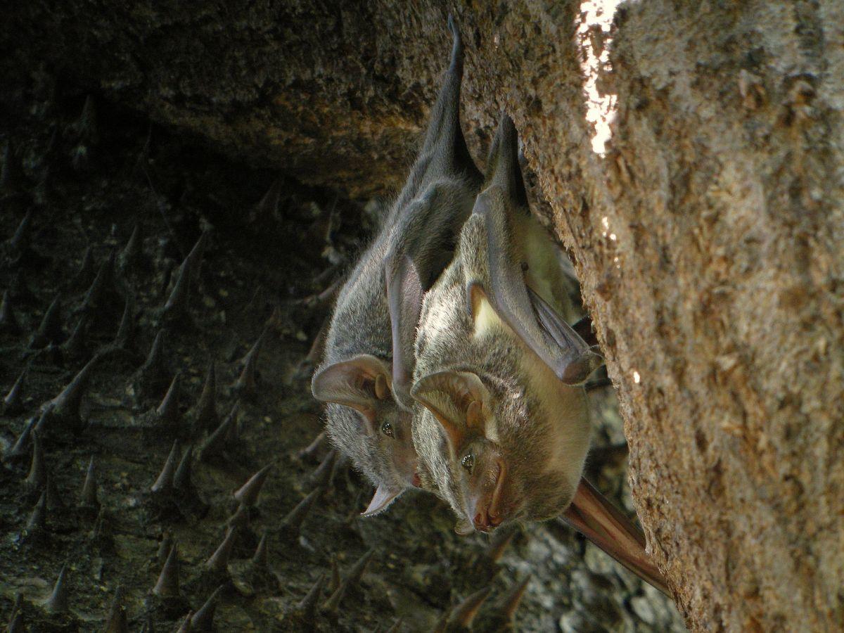 mauritian tomb bat is among the endemic animals in mauritius