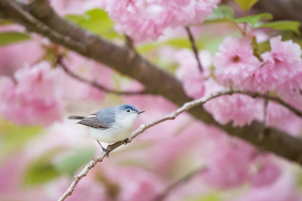 mauritius gray white eye is one of the animals native to mauritius