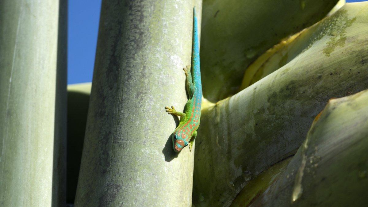 mauritius ornate day gecko is part of the list of endemic animals in mauritius