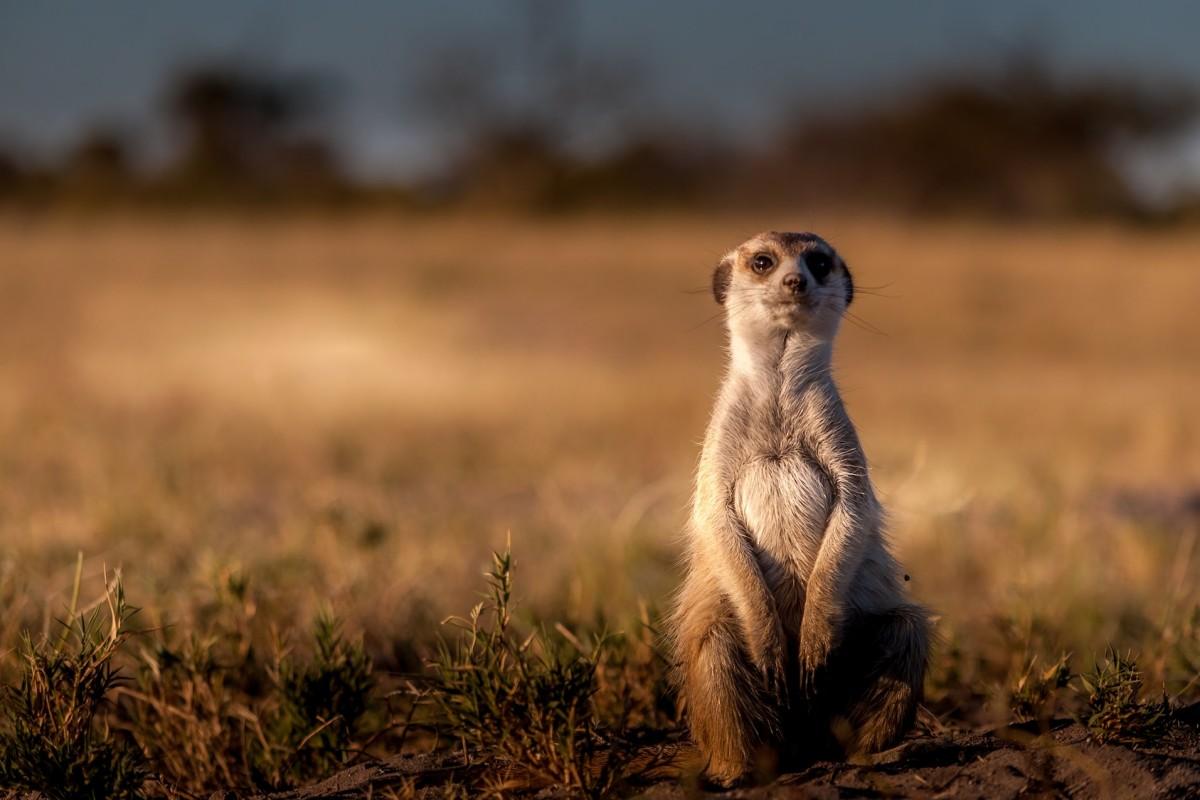 meerkat is among the animals that live in botswana