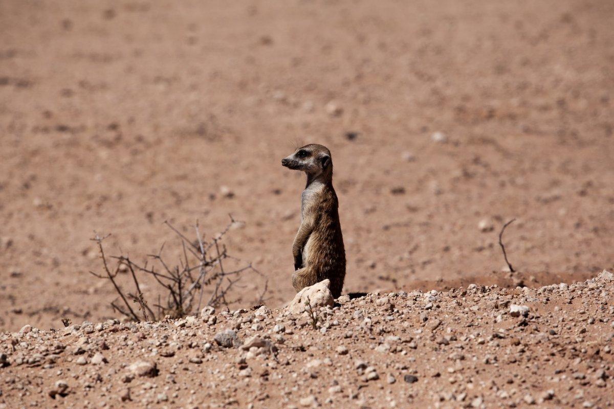 meerkat is among the conserved animals in namibia