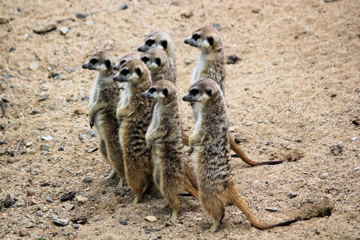 meerkat is part of the animals in south africa list