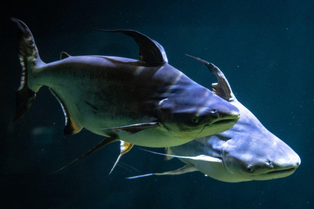 mekong giant catfish is part of the laos wildlife
