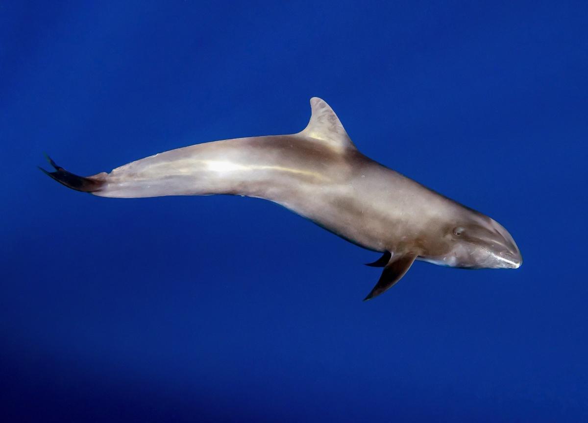 melon-headed whale is among the filipino animals